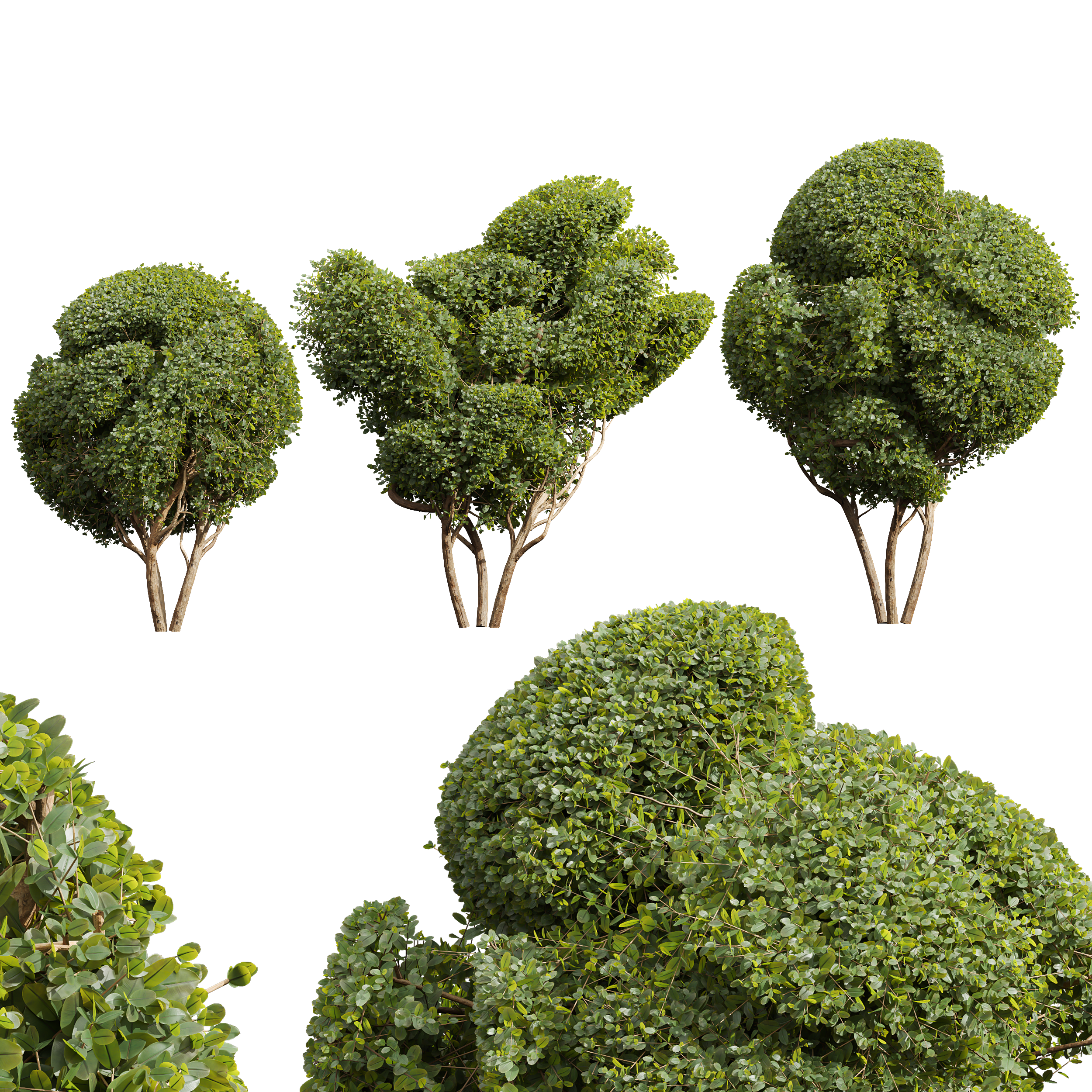 New Plant Ficus Concinna Bonsai Pruned15